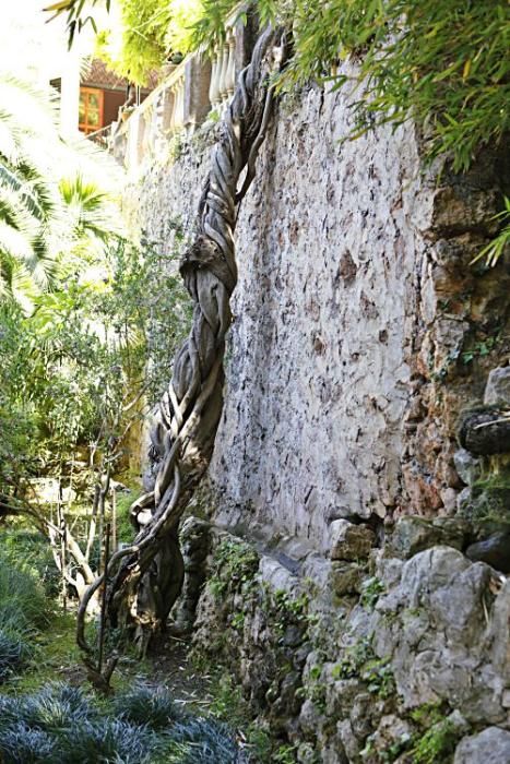 Die Kunsthistorikerin Júlia Ramon erklärt auf einem Rundgang durch die Jardins d’Alfàbia, aus welcher Zeit die Allee, die Wasserspiele und die Bäume stammen