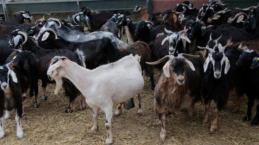 Varios animales de una explotación ganadera de la Isla.