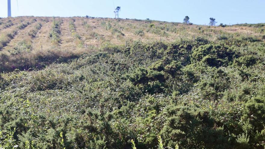 A Estrada, Cruces, Lalín, Agolada y Forcarei figuran entre l