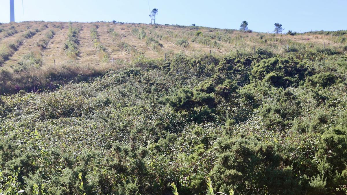 Una plantación de pinos en el Monte do Carrio.