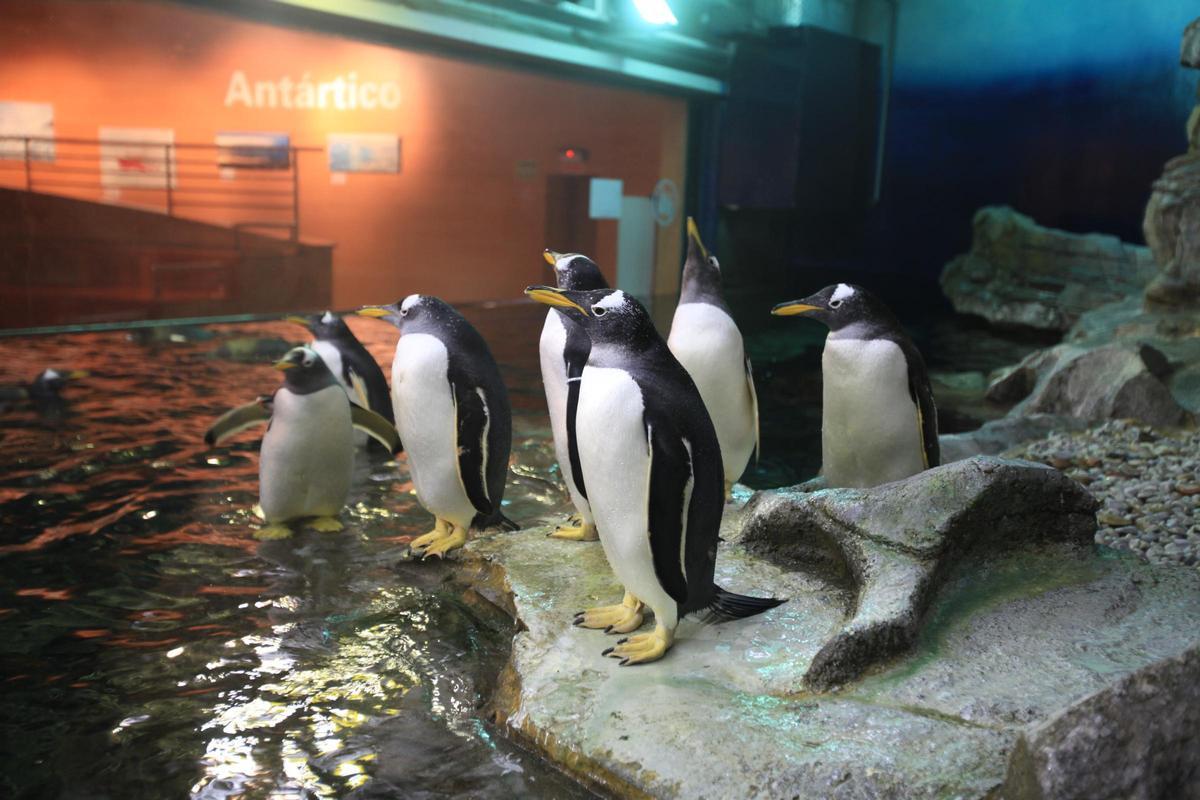Espai de l'Oceanogràfic de València dedicat als ecosistemes antàrtics.