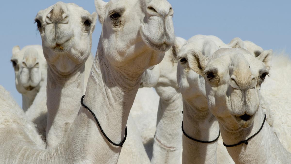 Imagen de archivo de unos camellos.