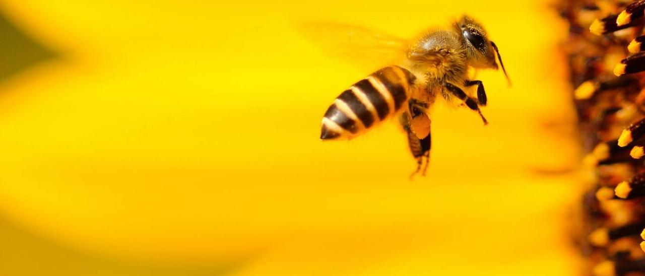 Las abejas son polinizadoras de gran relevancia
