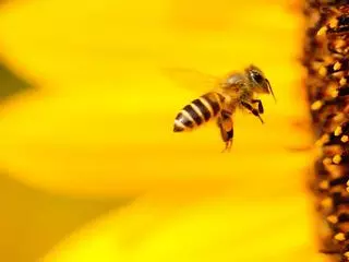 La apicultura zamorana podría ser Patrimonio Inmaterial de la Humanidad