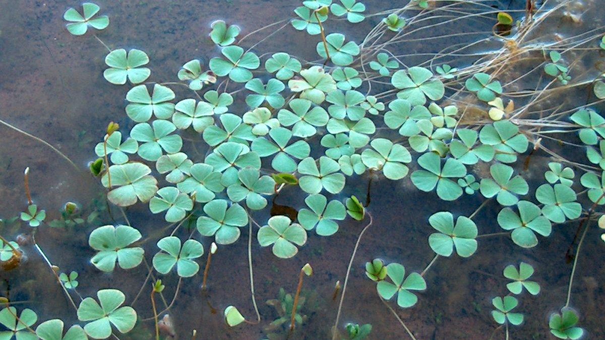 Especie de trébol de agua, similar a la encontrada en la provincia de Córdoba.