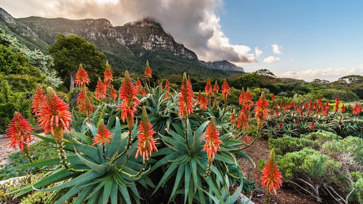 Kirstenbosch, Sudáfrica