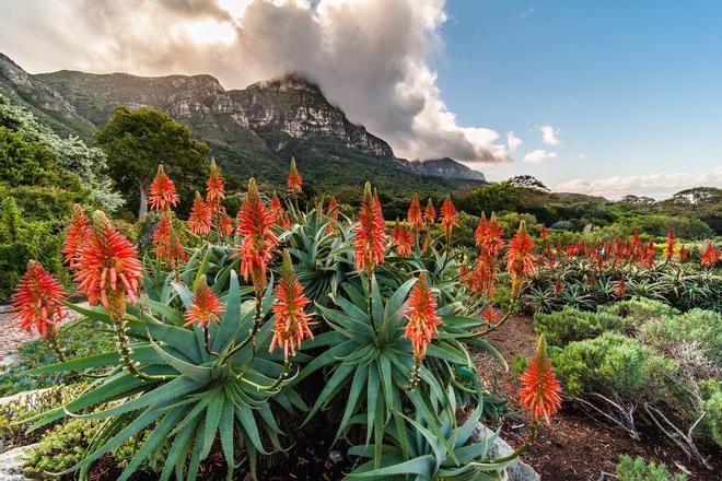 Kirstenbosch, Sudáfrica