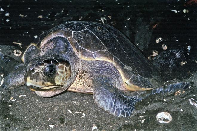 Avistamiento de tortugas, Costa Rica