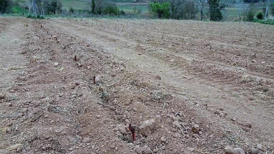 Planten a la Torre Lluvià 350 ceps de varietats antigues de vinyes del Bages