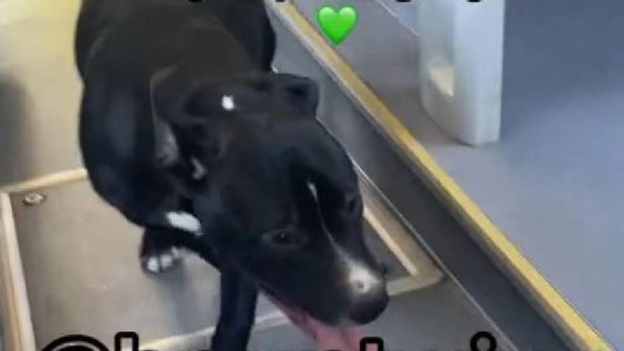 La reacción más aplaudida a Titsa en redes sociales: una chófer recoge a una perra abandonada en una parada