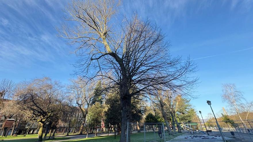 Langreo revisará 80 grandes árboles de los parques de Sama y La Felguera