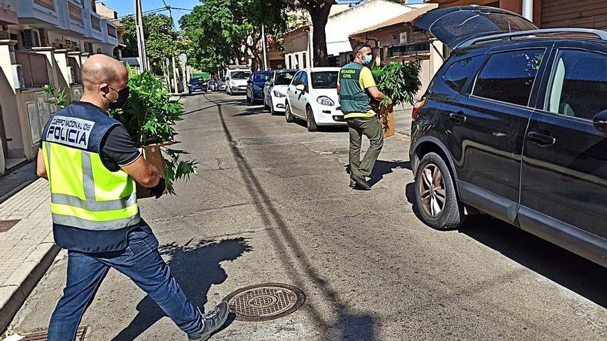 Un policía y un guardia trasladan plantas de marihuana. | CNP