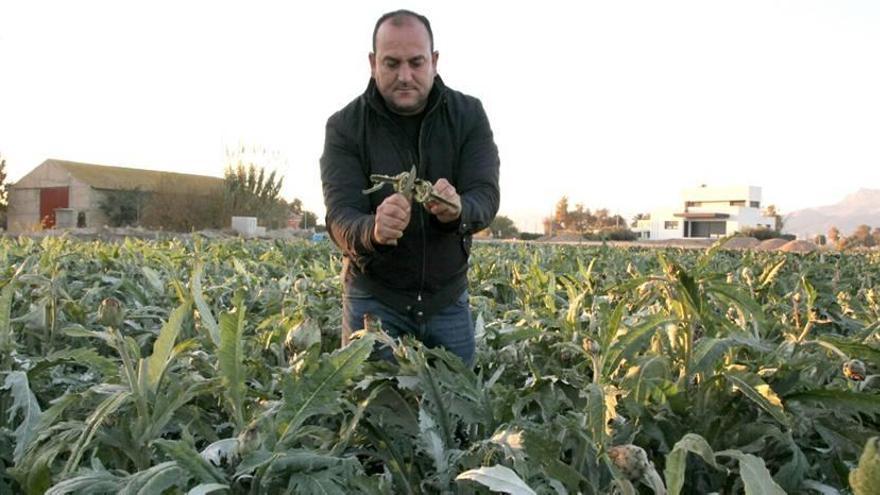 Un agricultor muestra los daños de las heladas en su plantación de alcachofas en el Valle de Guadalentín.