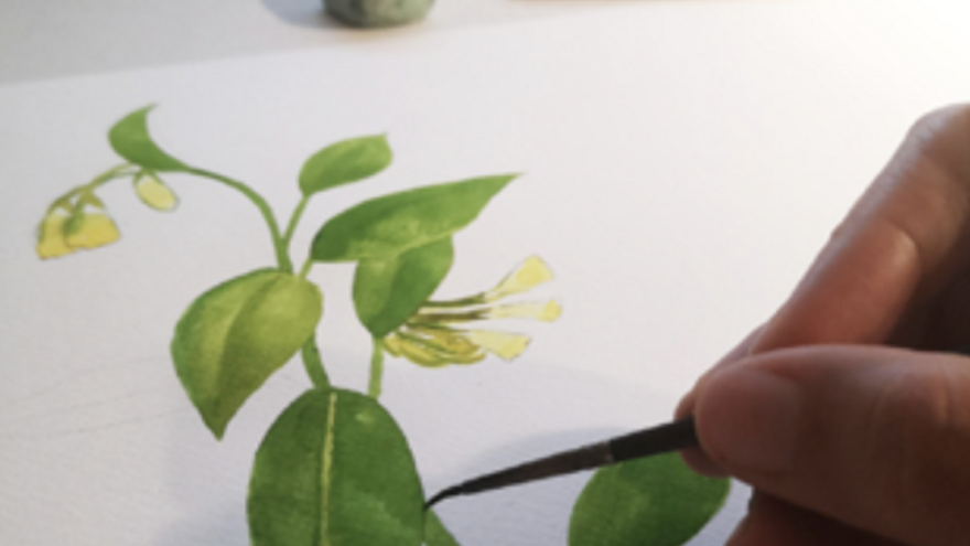 Taller: Il·lustració botànica