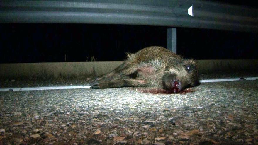 Un senglar mort a la carretera, foto d&#039;arxiu