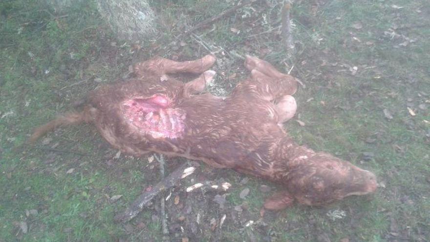 Ternero muerto por los lobos en Cabañas