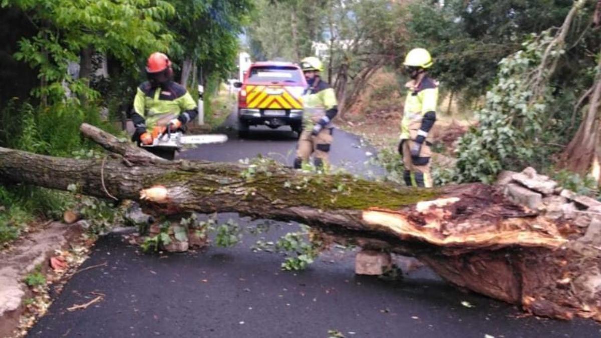 Árbol caído en una carretera de Jaca.