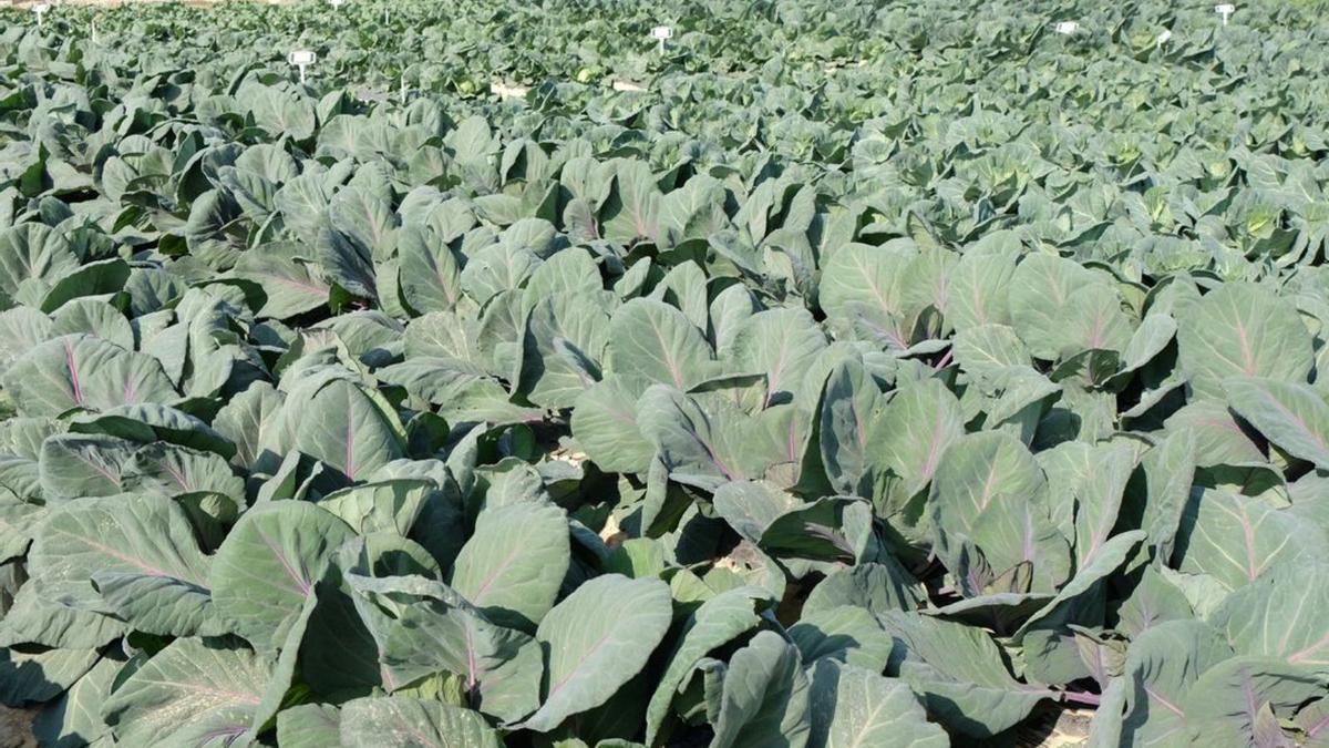 Campo de cultivo de brásicas en el Campo de Cartagena.  | CRISTINA HEREDIA