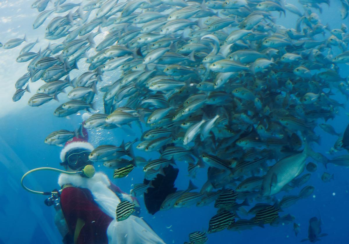 Papa Noel se pone las aletas y se adentra en un acuario de Japón