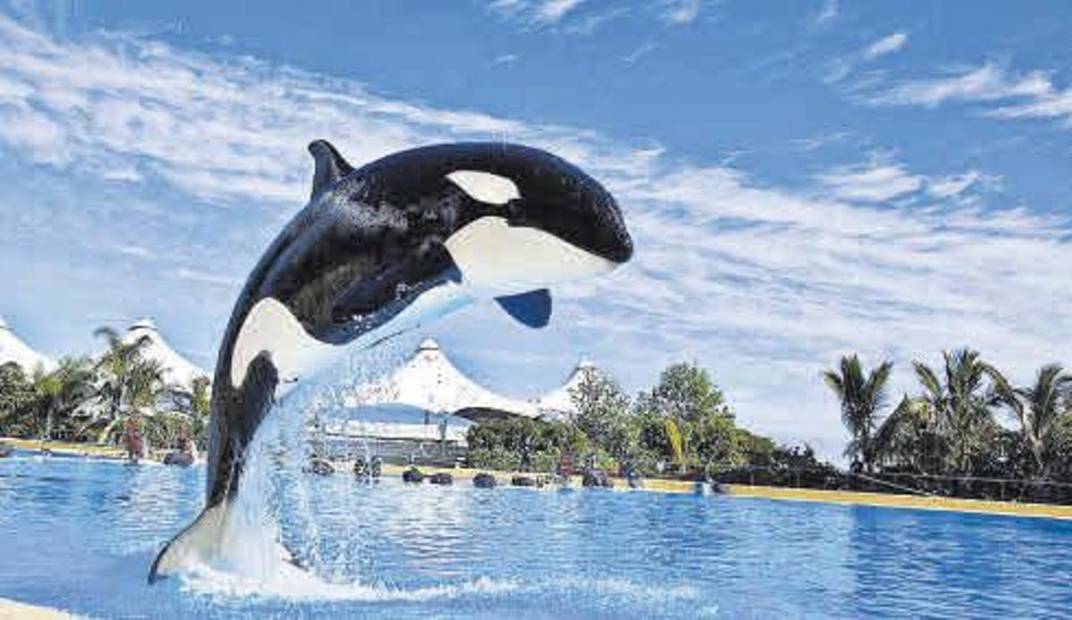 Morgan en Loro Parque .