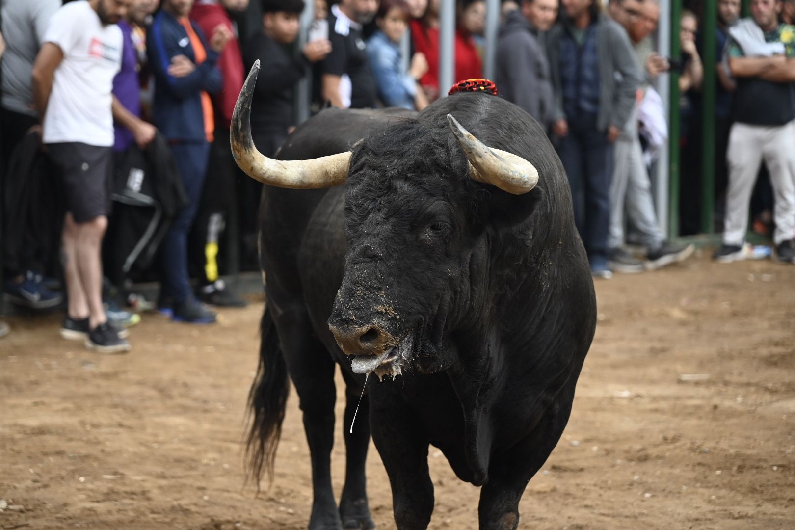 Galería | Las imágenes de la penúltima tarde de toros de las fiestas de Almassora