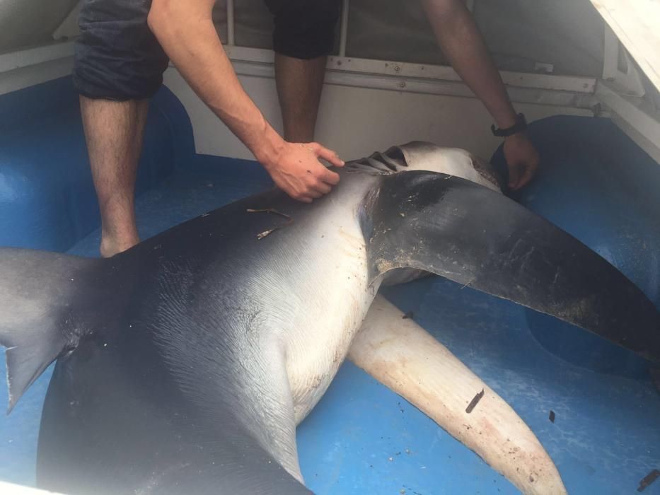 Investigadores de la Universidad de Valencia trasladan al tiburón