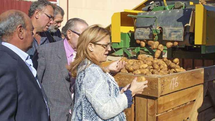 Mayte Martín Pozo observa las patatas que comercializa la Cooperativa Gexvall.