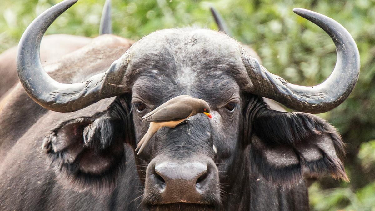 El búfalo africano forma parte de los llamados Big Five, junto al león, el leopardo, el elefante y el rinoceronte.
