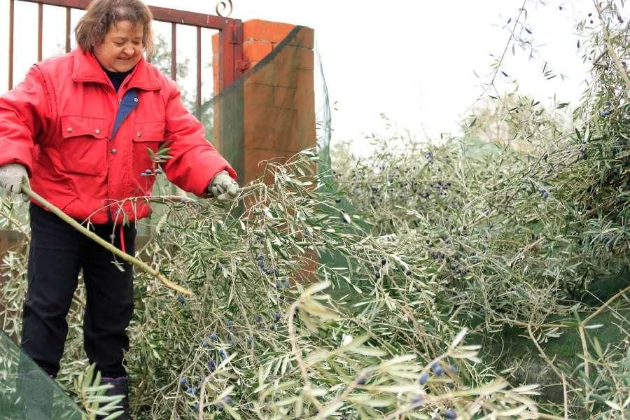 Recogida de aceituna en Fermoselle