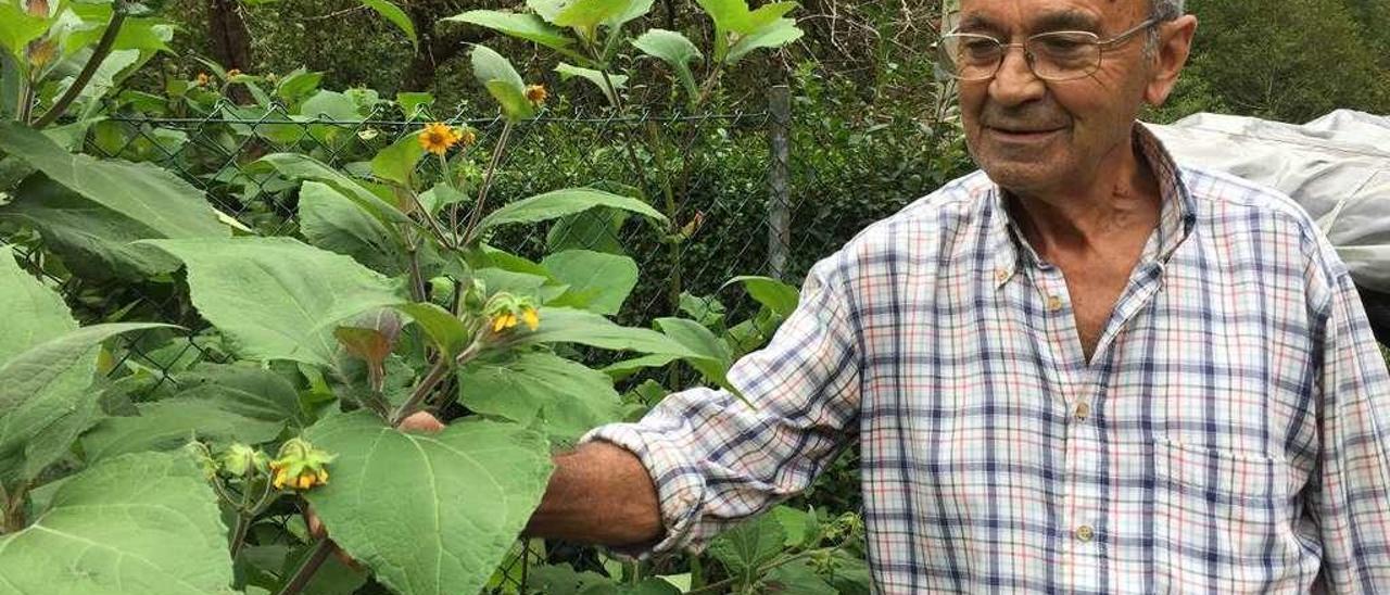 Román Canal con la planta de yacón en su finca de El Texedal (Piloña). Al lado, detalle del tubérculo.