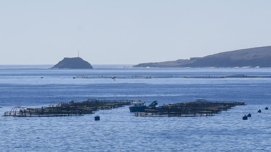 El Gobierno canario aclara que la granja marina de Adeje no está autorizada y deberá superar la evaluación ambiental