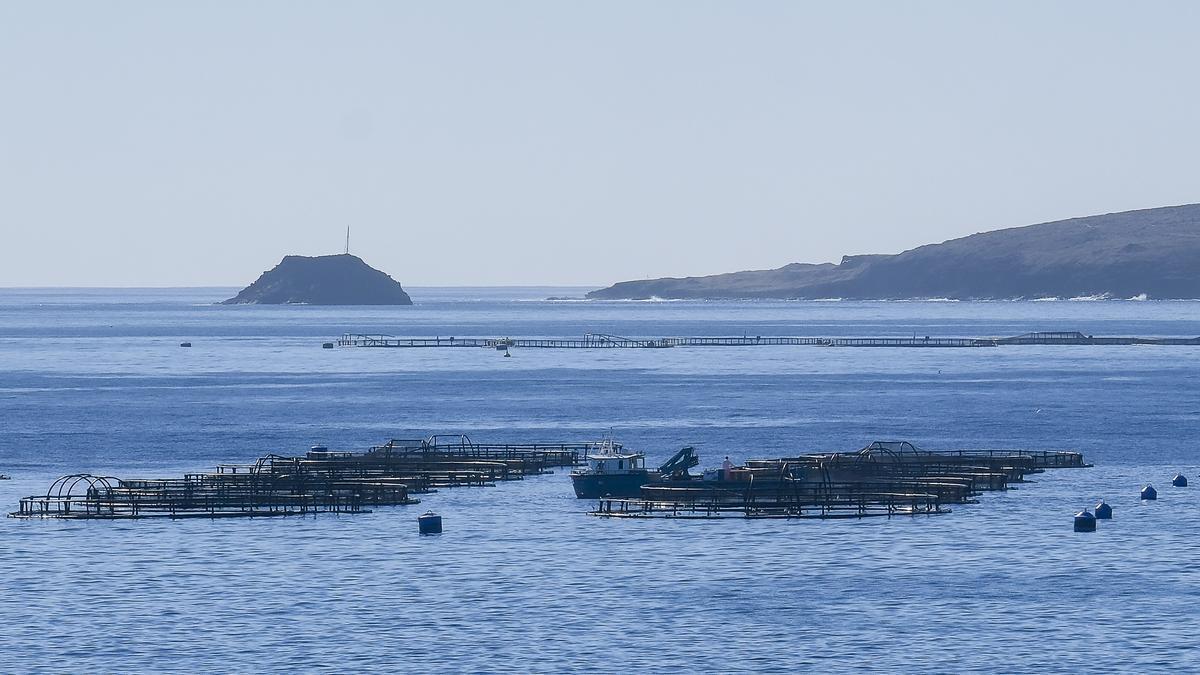 Jaulas marinas instaladas frente a las costas de Melenara y Salinetas.