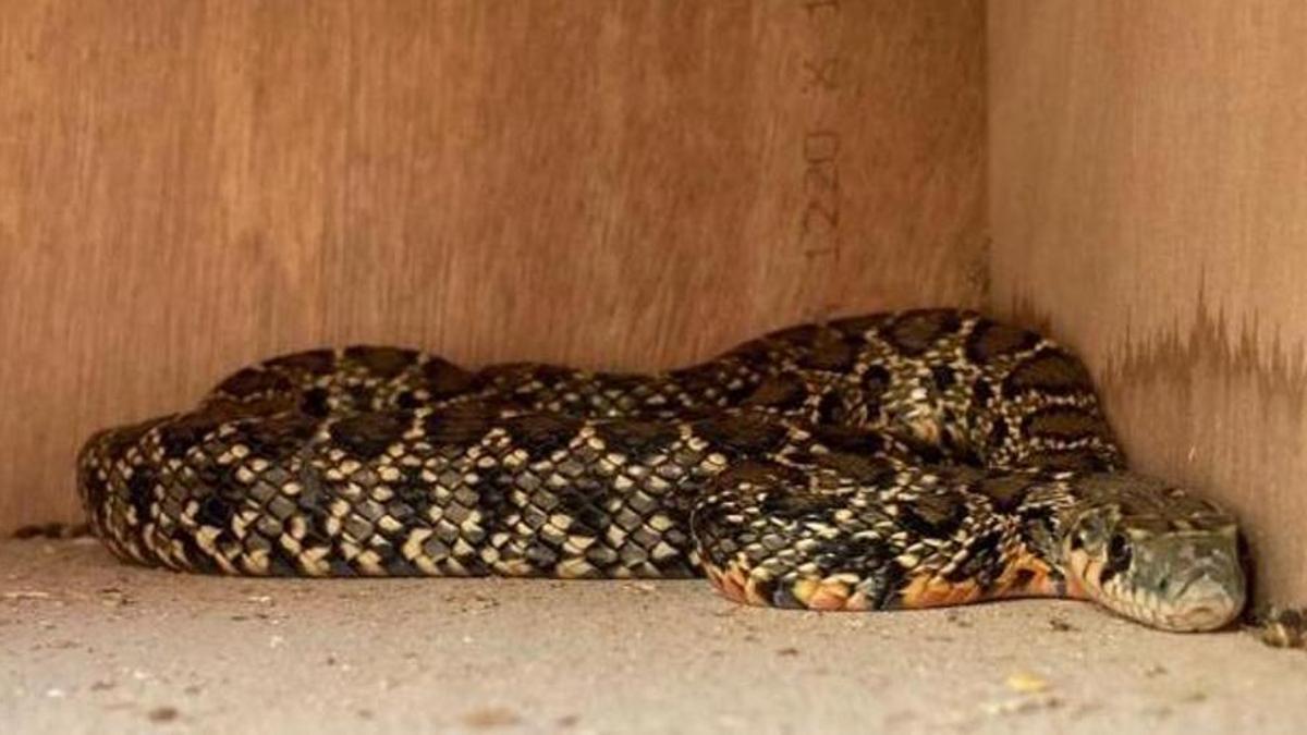 Imagen de archivo de una serpiente capturada por un voluntario