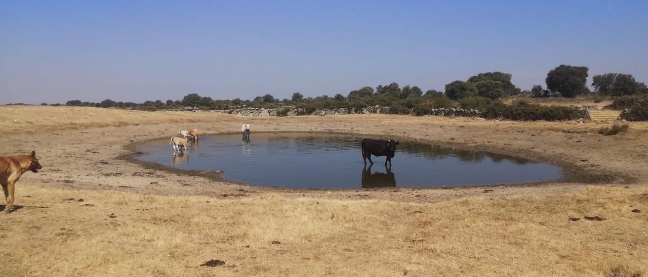 Vacas beben en una charca muy mermada de agua en Roelos de Sayago. | J. A. B.