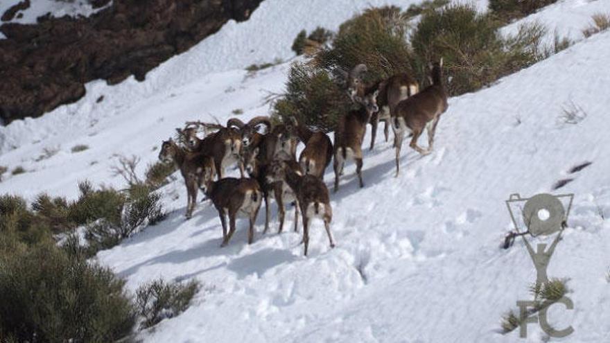 Una manada de muflones, fotografiada en el Teide.