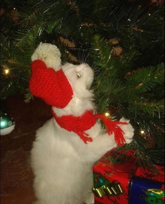 Mascotas navideñas de los lectores