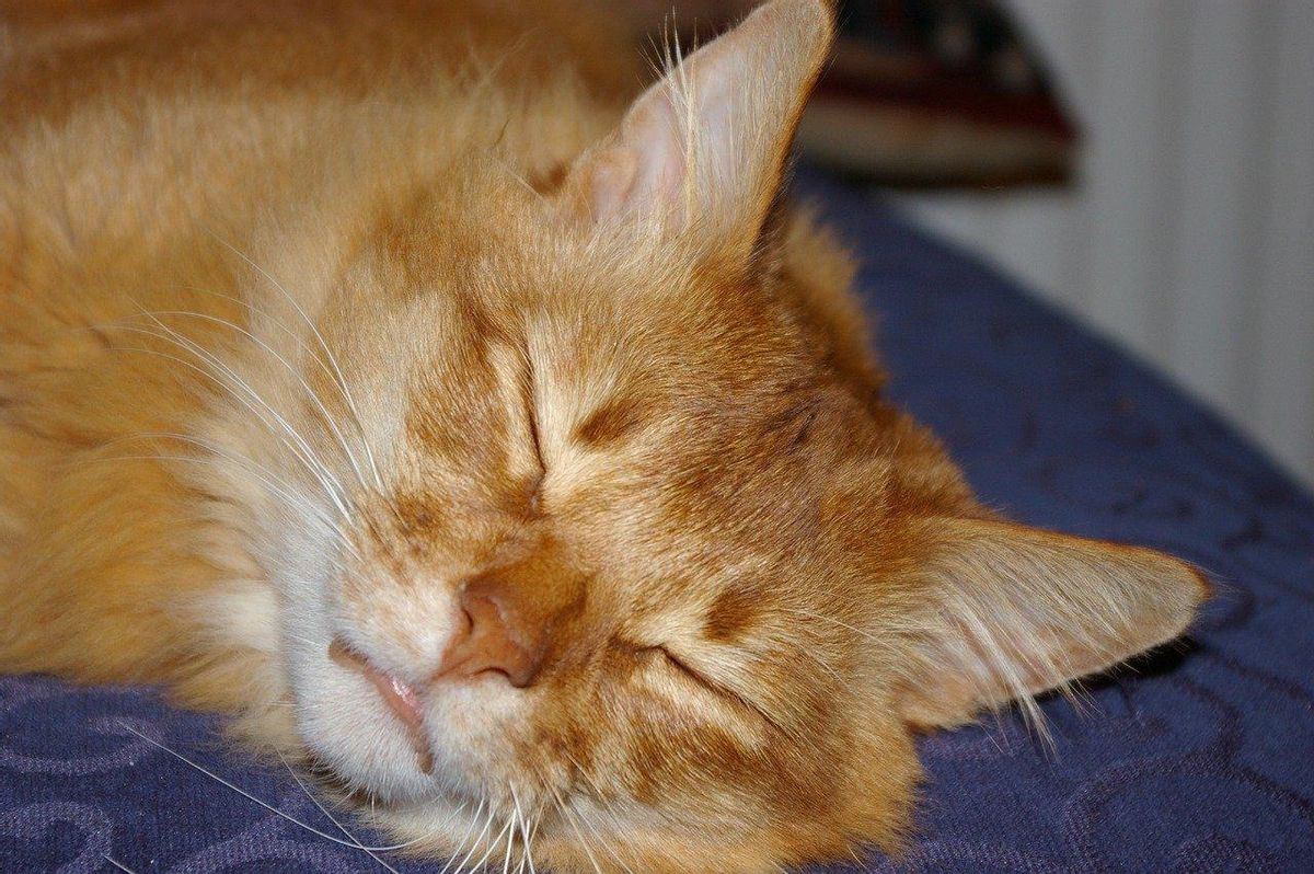 Gato de la raza Somalí.