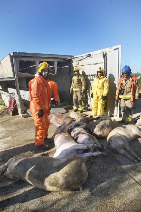 Bolca un camió amb porcs a la Tallada d'Empordà