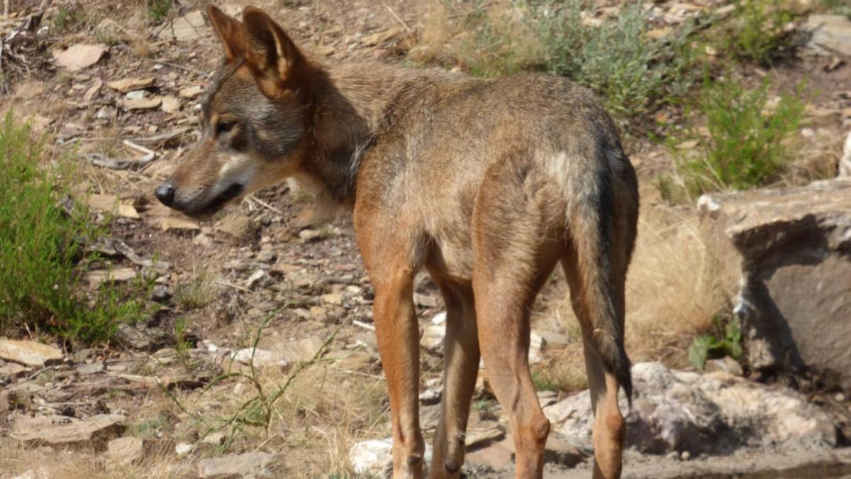 La Xunta insta a los ganaderos a presentar alegaciones para frenar la protección del lobo