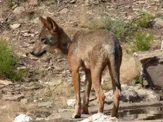 La Xunta insta a los ganaderos a presentar alegaciones para frenar la protección del lobo