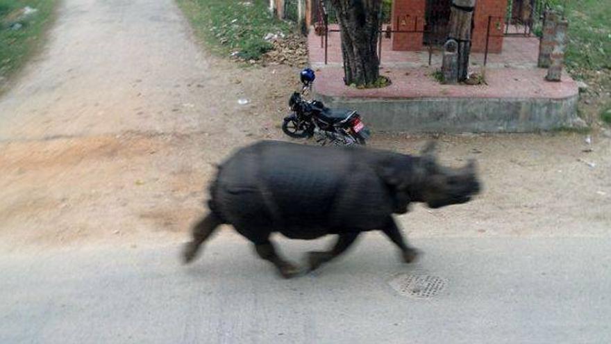 Un rinoceronte suelto aterroriza a una localidad de Nepal