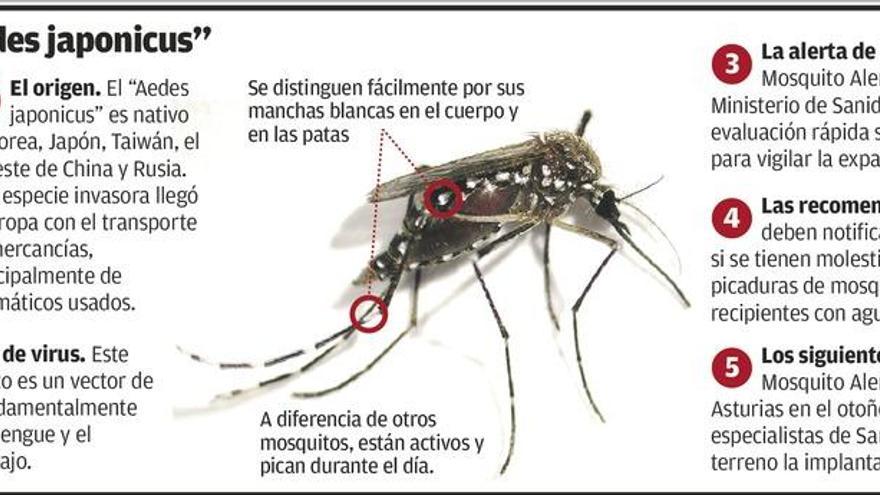 Los investigadores piden ayuda para acotar la presencia del mosquito asiático