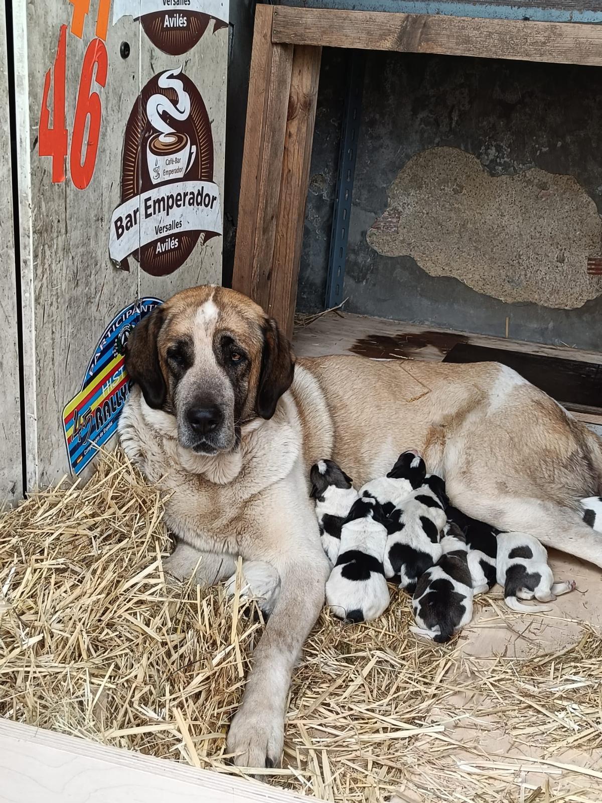 "Lola", con sus cachorros.