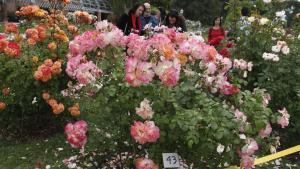 El rosal vencedor del Concurso de Rosas Nuevas Villa de Madrid 2024