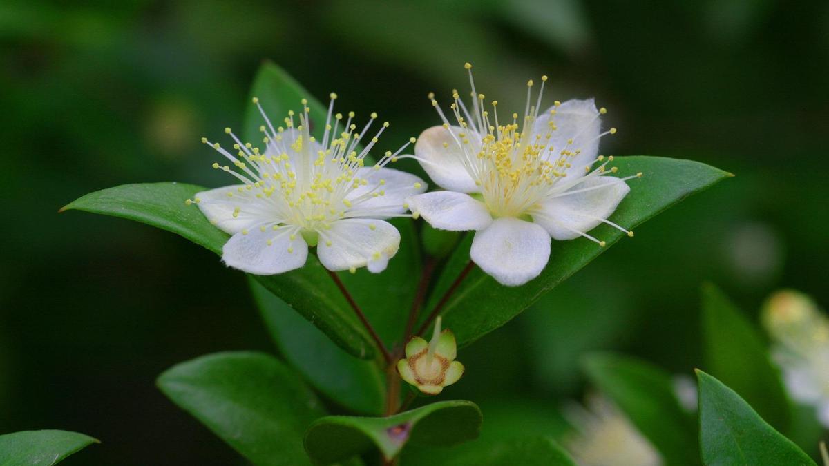 La murta da unas flores muy aromáticas