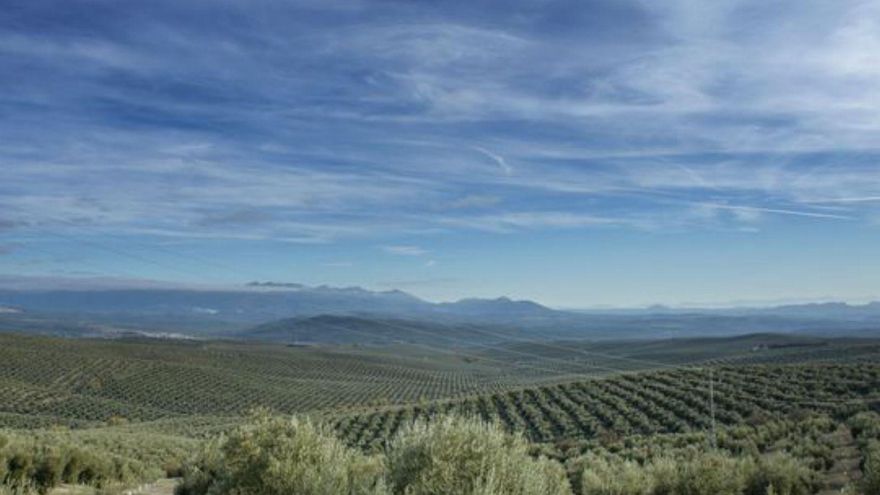 Los olivos bailan