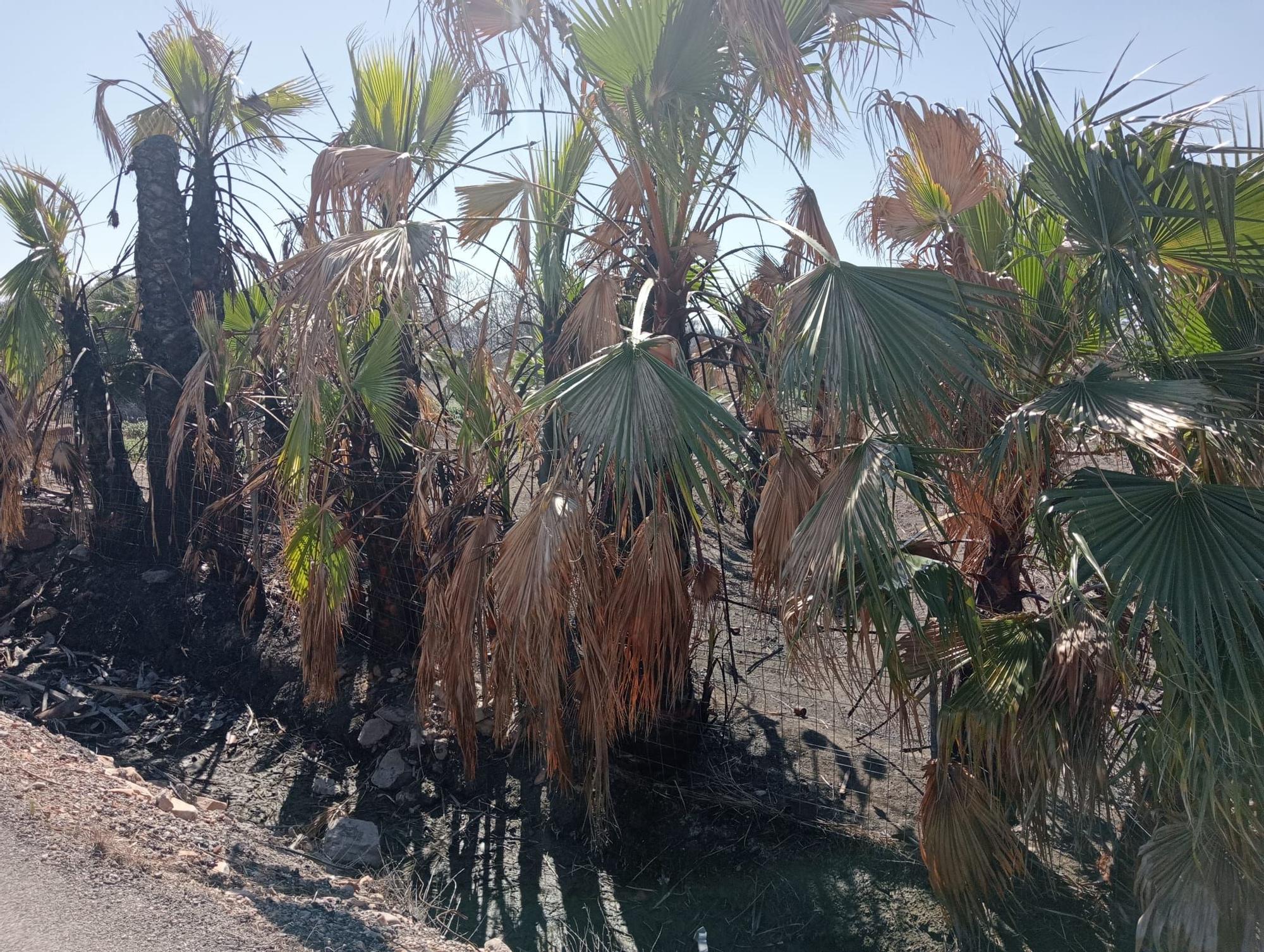 Galería: Incendio de vegetación en Onda que ha afectado a cultivo abandonado. Ya controlado.