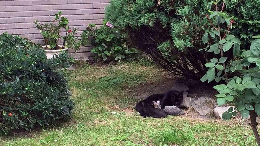 Una gata alimenta a sus dos crías en un jardín de Mieres.