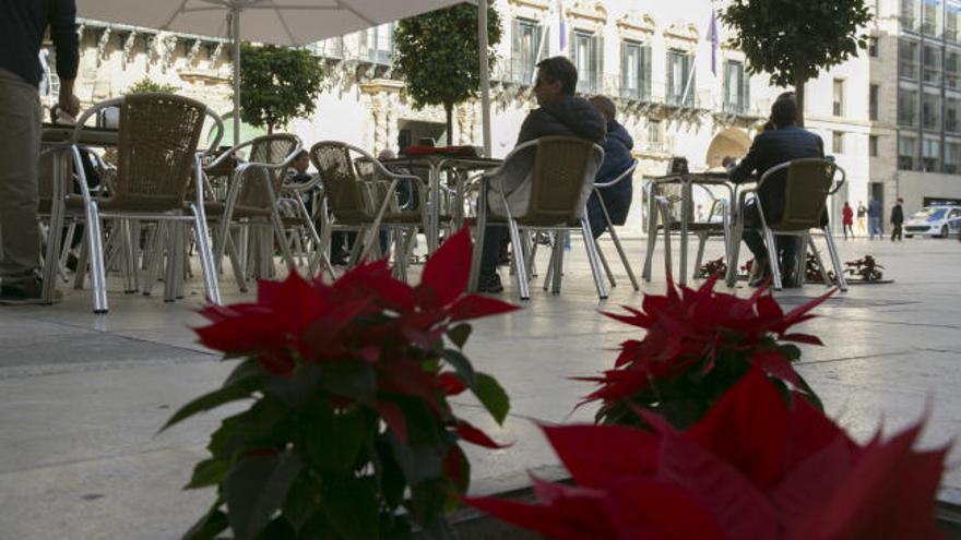 Robos de las plantas navideñas que decoran el centro de Alicante