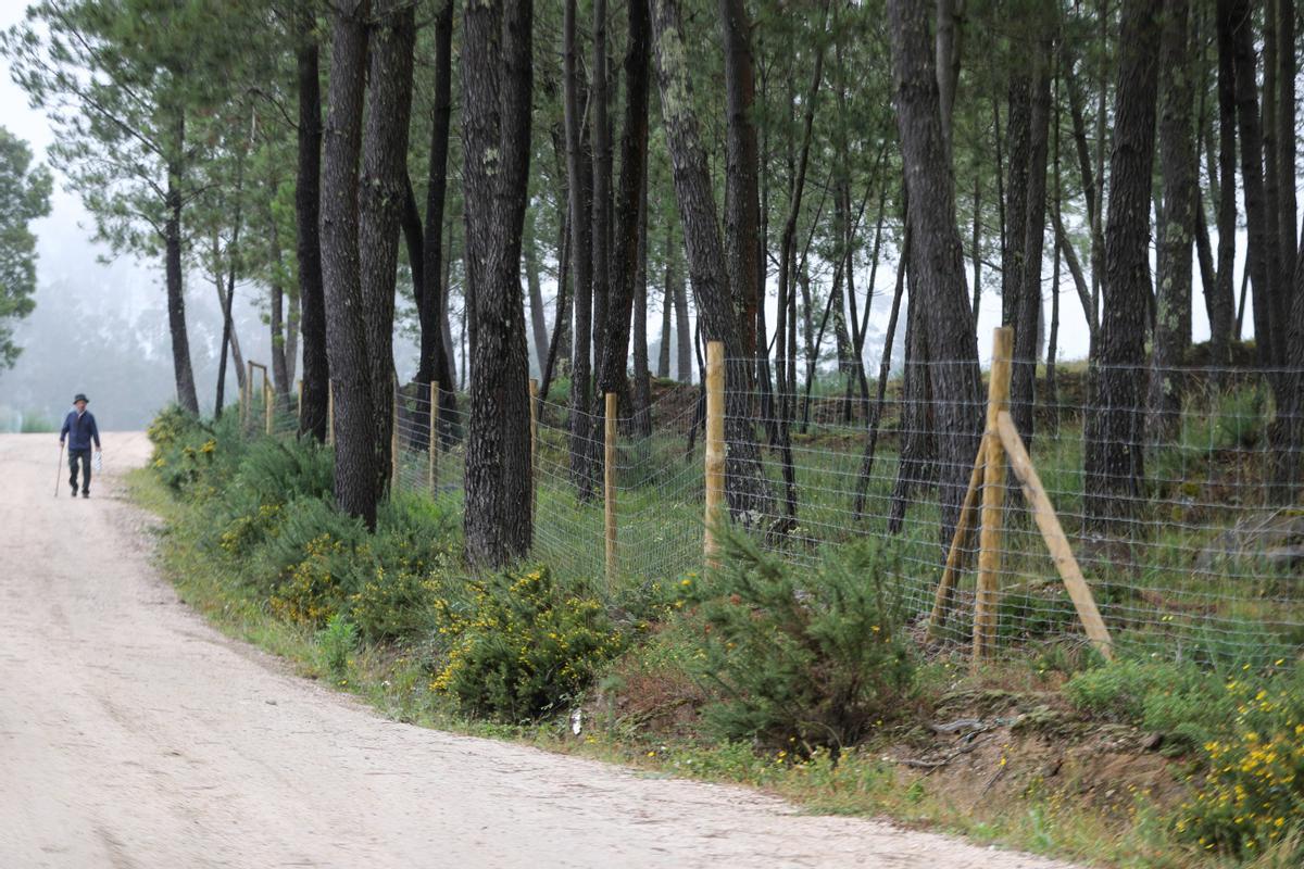 Cierre en fincas y repoblación de frondosas en Zamáns